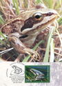 Amur Brown Frog (Rana amurensis)