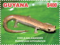 Cocle Salamander (Bolitoglossa schizodactyla)