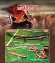 Central and South American Salamanders