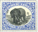 African Elephant (Loxodonta africana)