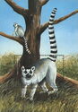 Ring-Tailed Lemur (Lemur catta)