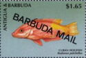 Cuban Hogfish (Bodianus pulchellus) - Overprinted