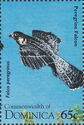 Peregrine Falcon (Falco peregrinus)