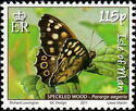 Speckled Wood (Pararge aegeria)