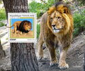 Lion (Panthera leo)