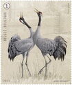 Common Crane (Grus grus)