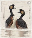 Black-Necked Grebe (Podiceps nigricollis)
