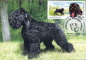 Black Russian Terrier (Canis lupus familiaris)