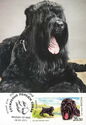 Black Russian Terrier (Canis lupus familiaris)