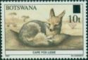 Cape Fox (Vulpes chama)