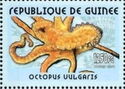 Common Octopus (Octopus vulgaris)