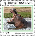 Hippopotamus amphibius