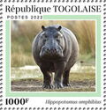 Hippopotamus amphibius