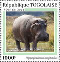 Hippopotamus amphibius