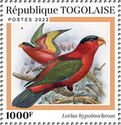 Purple-bellied Lory (Lorius hypoinochrous)