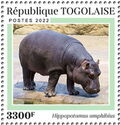 Hippopotamus amphibus