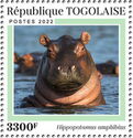 Hippopotamus amphibus