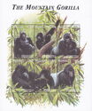 Mountain Gorilla (Gorilla gorilla beringei)