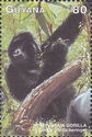 Mountain Gorilla (Gorilla gorilla beringei)