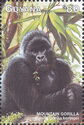 Mountain Gorilla (Gorilla gorilla beringei)