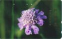 Flower - Scabiosa