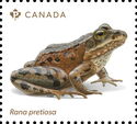 Oregon Spotted Frog (Rana pretiosa)