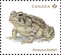 Fowler’s Toad (Anaxyrus fowleri)