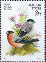 Eurasian Bullfinch (Pyrrhula pyrrhula)