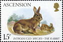 European Rabbit (Oryctolagus cuniculus), Eagle Fern (Pteridi