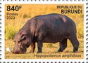 Hippopotamus amphibius