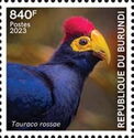 Ross's turaco (Tauraco rossae)