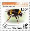 White-tailed bumblebee (Bombus lucorum)