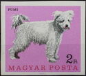 Pumi (Canis lupus familiaris)
