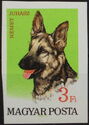 German Shepherd (Canis lupus familiaris)