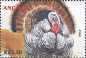Wild Turkey (Meleagris gallopavo)