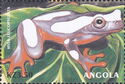 Clown Tree Frog (Hyla leucophyllata)