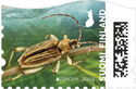 Macroplea pubipennis