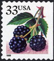 Fruit Berries: Blackberries