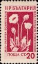 Opium Poppy (Papaver somniferum)