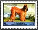 Afghan Hound (Canis familiaris)