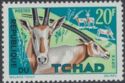 Scimitar-horned Oryx (Oryx dammah)