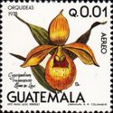 Cypripedium irapeanum