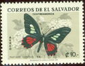 Spear-winged Cattleheart (Papilio consus)