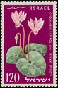Persian Cyclamen (Cyclamen latifolium)