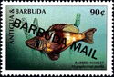 Barred Hamlet (Hypoplectrus puella) - Overprinted