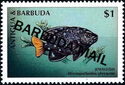 Jewelfish (Microspathodon chrysurus) - Overprinted