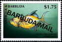 Queen Triggerfish (Balistes vetula) - Overprinted
