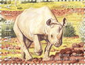 Black Rhinoceros (Diceros bicornis)