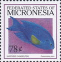 Sapphire Damselfish (Pomacentrus pavo)