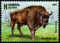 European Bison (Bison bonasus)